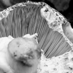 Organic, photograph