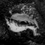 Organic, photograph