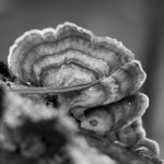Organic, photograph