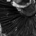 Organic, photograph