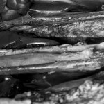 Organic Abstract, photograph
