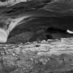 Organic Abstract, photograph