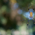 Spider, photograph