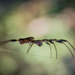 Spider, photograph