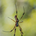 Spider, photograph